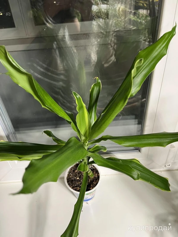 Фото Драцена Fragrance Golden Coast