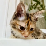 Фото №3 Хрустальный котенок Виша в самые добрые руки