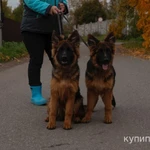 Фото №5 Щенки немецкой овчарки