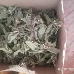 фото Крапива глухая (мертвая) белая.