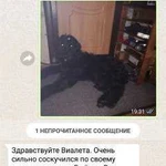 Передержка и дрессировка собак