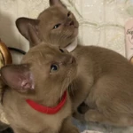 Фото №2 Бурманские котята