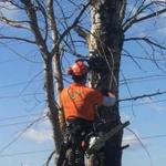 Спилить или удалить дерево в Красногорске по частям