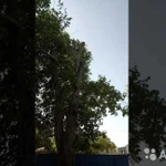 Фото №2 Спил деревьев любой сложности