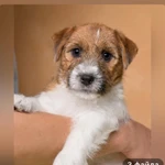 Мальчик джек Рассел терьера