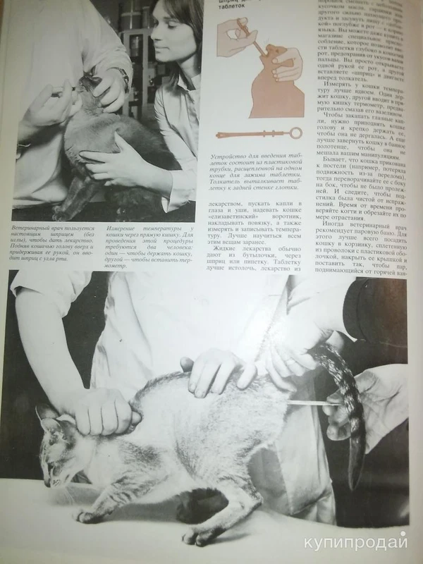 Фото Все что нужно знать о кошках