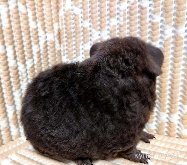 Фото Морская свинка американский тедди