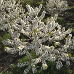 Фото №12 Готовый бизнес, черешневый сад 11,4 Га