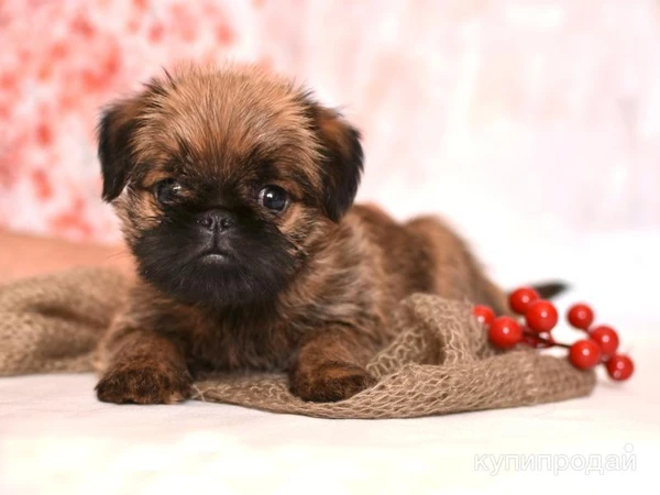 Фото Брюссельские гриффоны Мальчики и Девочки