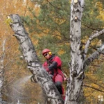 Фото №2 Спил Деревьев Новороссийск. Удаление, Обрезка