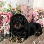 Фото №5 Такса жесткошерстная