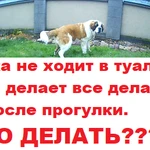 Фото №6 Индивидуальная дрессировка собак в г. Электросталь