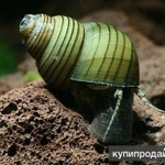 Фото №5 Улитка зеленая торпеда (Cipangopaludina leucythoides)