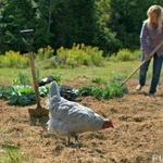 Помет куриный