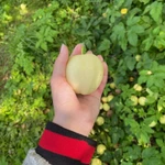 фото Яблоки белый налив