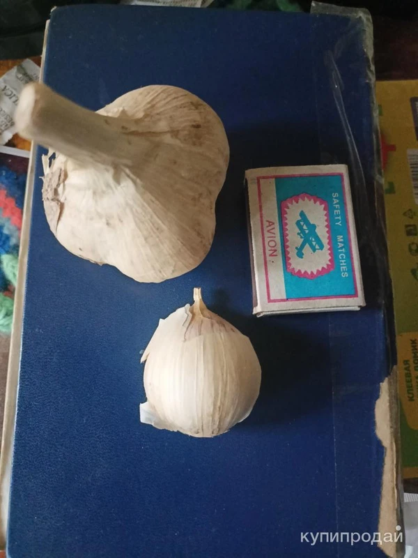 Фото Продам чеснок урожай 2024 года