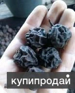 Фото Груша дичка сушеная