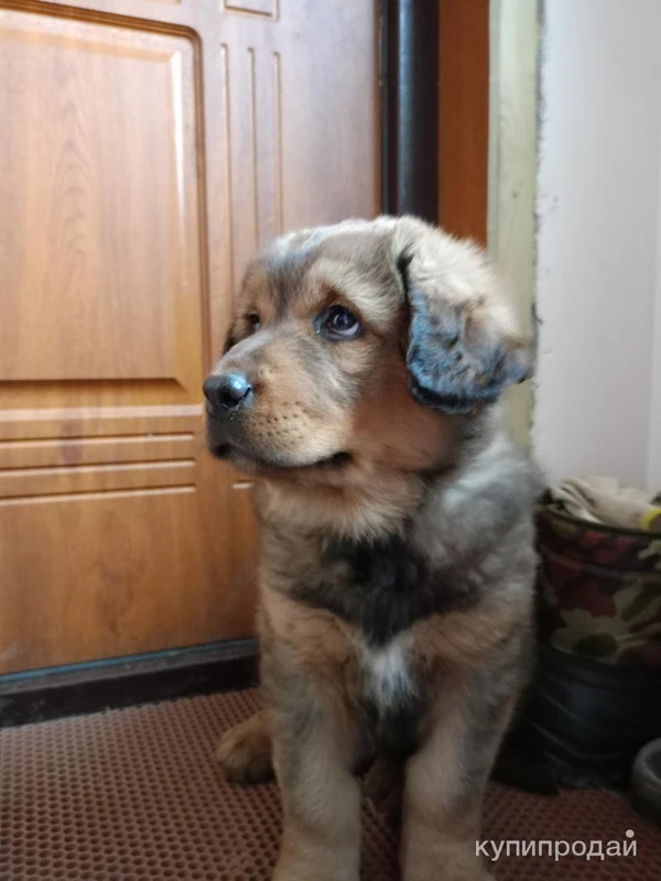 Фото Щенки Бурятской собаки (Хотошо)