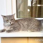 Фото №6 Молоденькая кошечка Клео в добрые руки