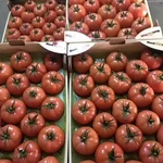 Фото №5 Помидоры оптом из Турции