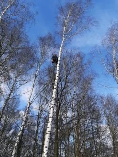 Фото Удаление деревьев любой сложности