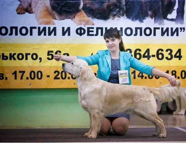 Фото Вязка. Золотистый ретривер
