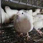 Фото №2 Перепел несушки Техасский белый бройлерный