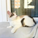 Фото №4 Котенок Веснушка - воплощение позитива и радости в дар