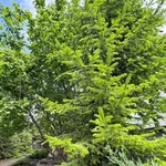 Фото №3 Семейный кирпичный дом 252 кв.м на 13 сотках ИЖС в Отрадном