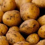 фото Картошка