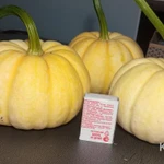 Фото №4 Тыква декоративная