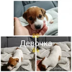 Фото №8 Замечательные щенки Джек Рассел терьера