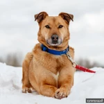 Фото №2 Дик - отличный кандидат на пристройство в семью