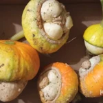 Фото №7 Тыква декоративная