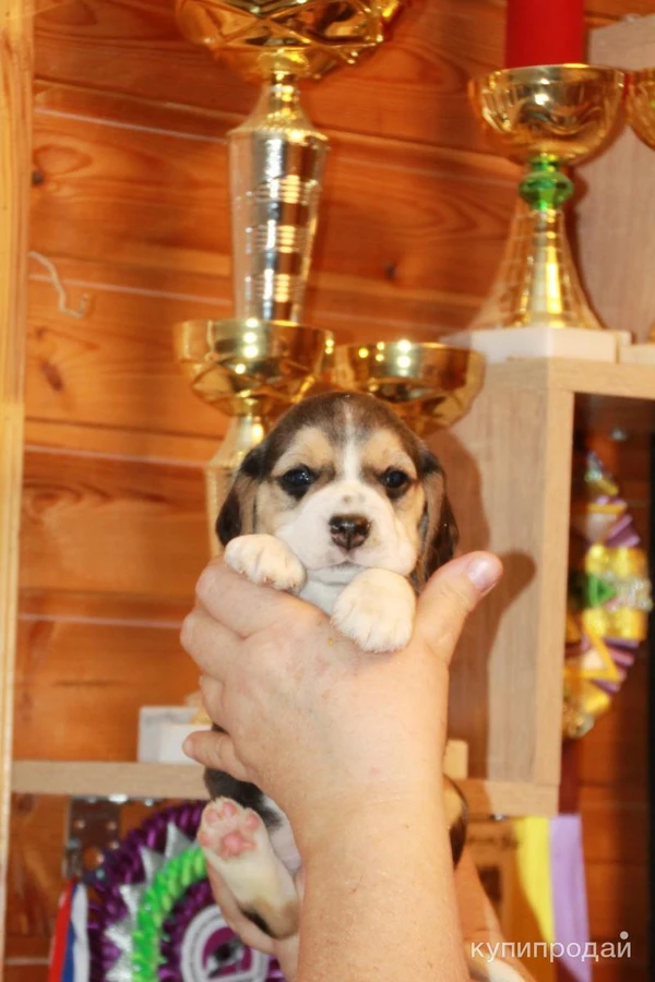 Фото щенки бигля ркф