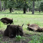 Фото №6 Продажа участка в Гос. Заказнике Таруса