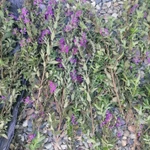 Фото №2 Дербенник иволистный . Цена за 100 грамм. .