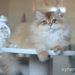 Фото №5 Британский мальчик Юкка