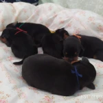 Фото №4 Щенки цвергпинчер