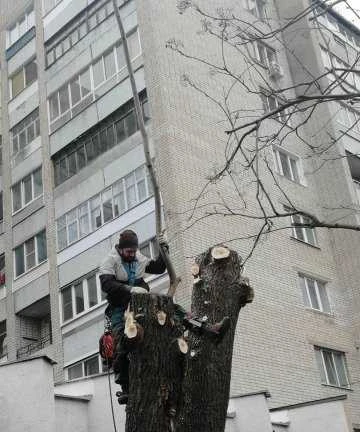 Фото Спил,кронирование деревьев. Промышленный альпинизм