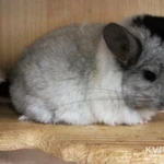 Фото №3 шиншилла ангора
