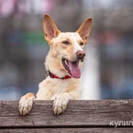 Фото №5 Щенок в добрые руки.