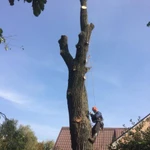 Фото №7 Аренда измельчителя  веток и древесины. Щепорез в аренду