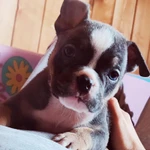 Фото №5 Щенки американского булли