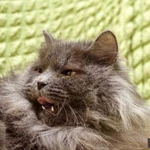 Фото №3 Роскошный красавец нибелунг Ротшильд в добрые руки