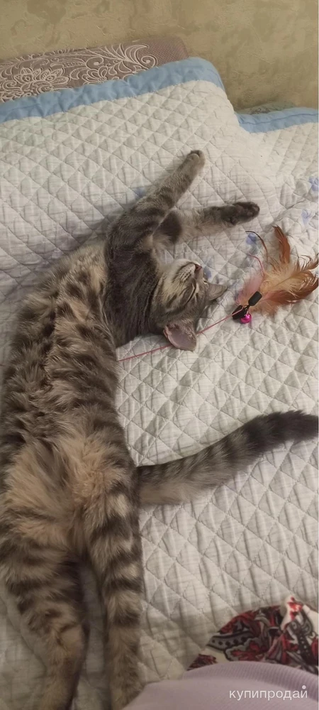 Фото Отдам кошечку .