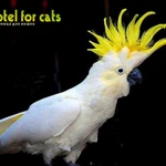 Фото №7 Гостиница для кошек,  грызунов,  птиц "Motel for cats" 