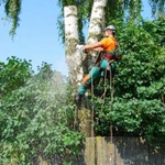 Промышленные альпинисты, спилить дерево