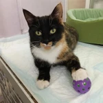 Фото №2 Кошка ищет дом