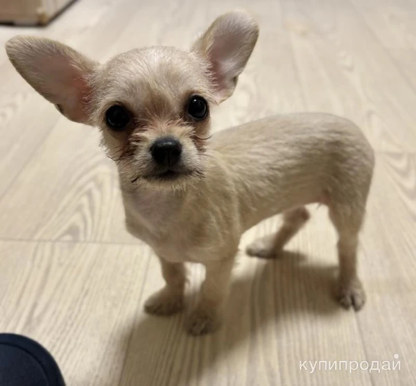 Фото Супер мини девочка Чихуахуа